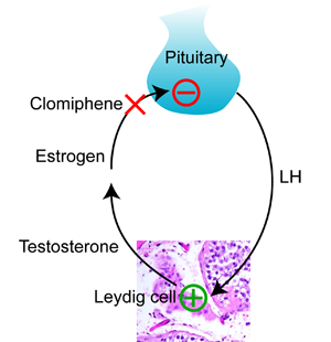 LH testosterone.png